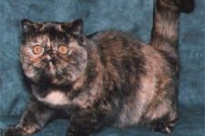 Photo of Askari Cats Photo of Askari Cats